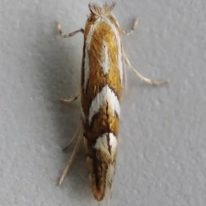 Image of Rowan Leaf-miner - Phyllonorycter sorbi*