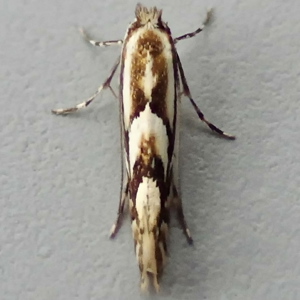 Image of Brown Apple Midget - Phyllonorycter blancardella*