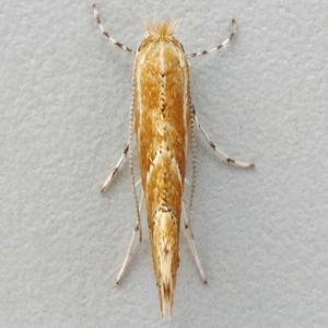 Image of Hawthorn Leaf Miner - Phyllonorycter corylifoliella*