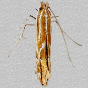 Image of Firethorn Leaf Miner - Phyllonorycter leucographella