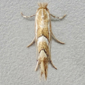 Image of Southern Midget - Phyllonorycter dubitella*