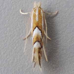 Image of Beech Leaf-miner - Phyllonorycter maestingella*