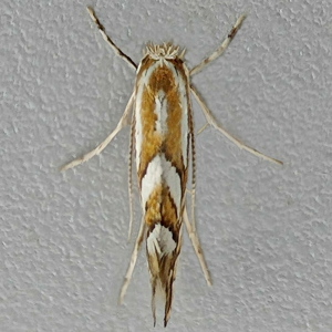 Image of Nut Leaf Blister Moth - Phyllonorycter coryli