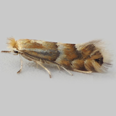 Picture of Red Birch Midget - Phyllonorycter ulmifoliella*