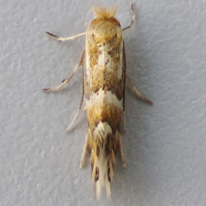 Image of Red Birch Midget - Phyllonorycter ulmifoliella*