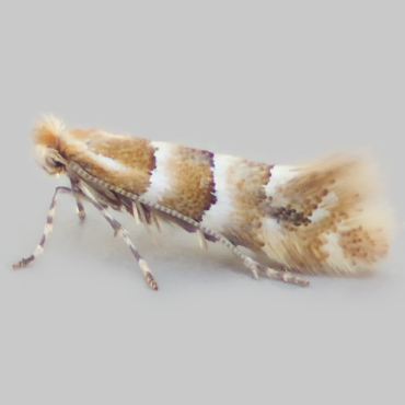 Picture of Large Midget - Phyllonorycter emberizaepenella*