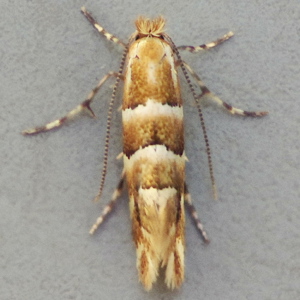 Image of Honeysuckle Leaf-miner - Phyllonorycter emberizaepenella*