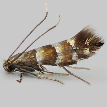 Picture of Dark Alder Midget - Phyllonorycter klemannella*