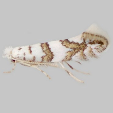 Picture of Maple Midget - Phyllonorycter acerifoliella*