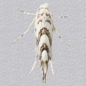 Image of Sycamore Leaf-miner - Phyllonorycter geniculella*