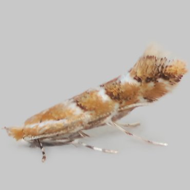 Picture of Horse Chestnut Leaf-miner - Cameraria ohridella