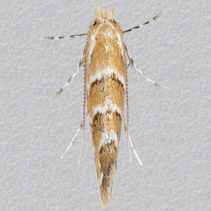 Image of Horse-chestnut Leaf-miner - Cameraria ohridella