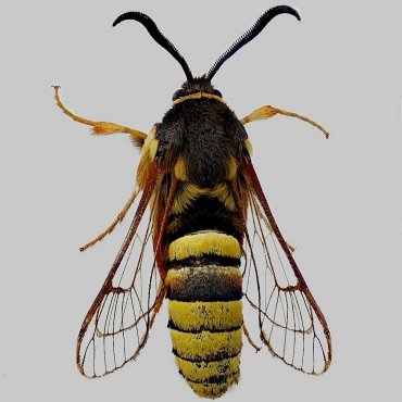 Picture of Lunar Hornet Moth - Sesia bembeciformis