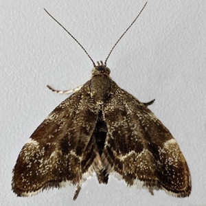 Image of Nettle-tap - Anthophila fabriciana