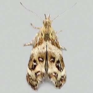 Image of Vagrant Twitcher - Tebenna micalis*