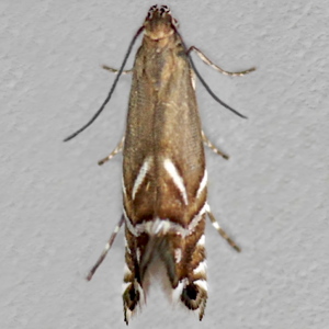 Image of Cocksfoot Moth - Glyphipterix simpliciella*