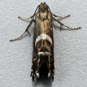Image of Woodland Sedge-moth - Glyphipterix forsterella*