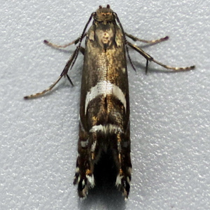 Image of Sedge Fanner - Glyphipterix forsterella*