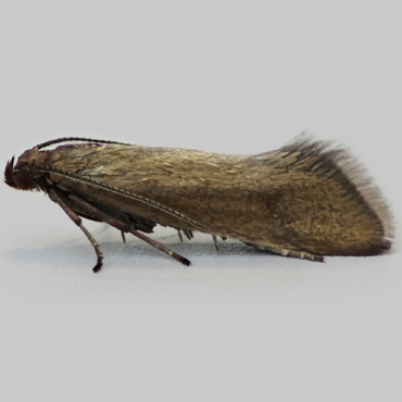 Picture of Plain Fanner - Glyphipterix fuscoviridella*