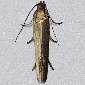 Image of Plain Fanner - Glyphipterix fuscoviridella*