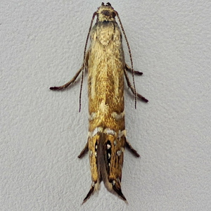 Image of Eyed Rush Moth - Glyphipterix thrasonella*