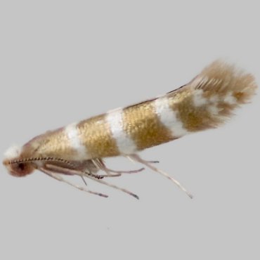 Picture of Triple-barred Argent - Argyresthia trifasciata