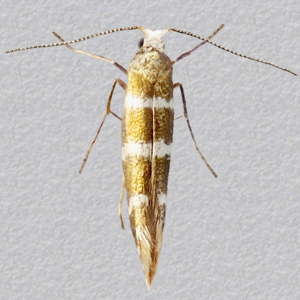 Image of Triple-barred Argent - Argyresthia trifasciata