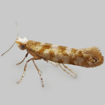 Picture of Cypress Tip Moth - Argyresthia cupressella