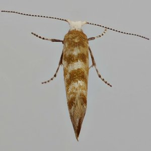 Image of Cypress Tip Moth - Argyresthia cupressella