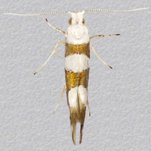 Image of Gold-ribbon Argent - Argyresthia brockeella