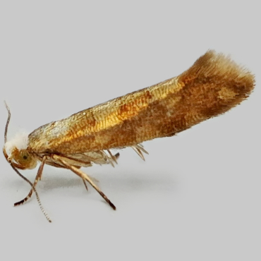 Picture of Gold-ribbon Argent - Argyresthia brockeella (Unicolorous)*