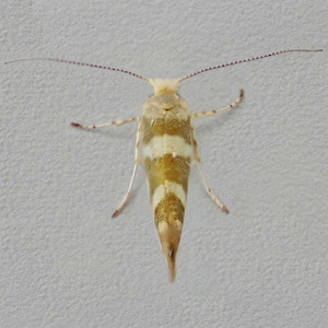 Image of Golden Argent - Argyresthia goedartella