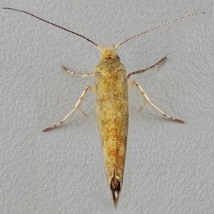 Image of Golden Argent - Argyresthia goedartella f. literella*