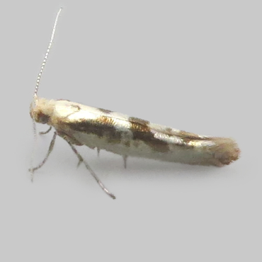 Picture of Sallow Argent - Argyresthia pygmaeella*