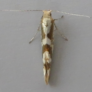 Image of Sallow Argent - Argyresthia pygmaeella*