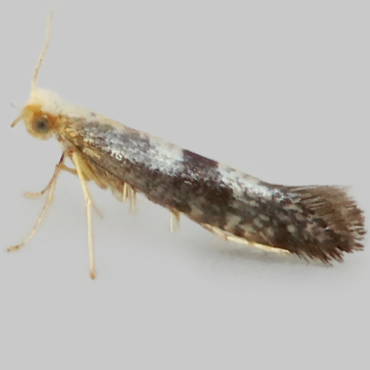 Picture of Oak-bark Argent - Argyresthia glaucinella