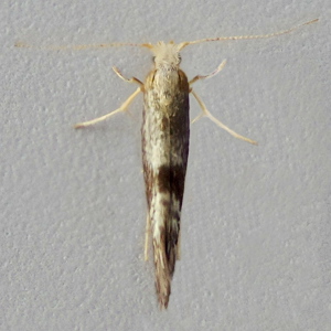 Image of Oak-bark Argent - Argyresthia glaucinella