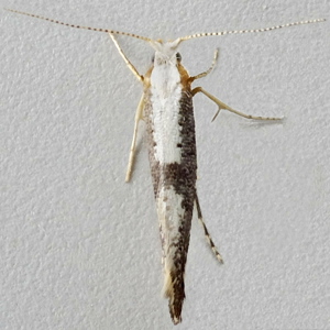 Image of Blackthorn Argent - Argyresthia spinosella*