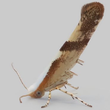 Picture of Cherry-fruit Moth - Argyresthia pruniella*