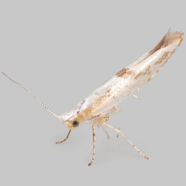 Picture of Hawthorn Argent - Argyresthia bonnetella*