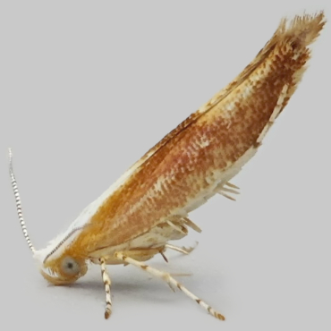 Picture of Purple Argent - Argyresthia albistria*