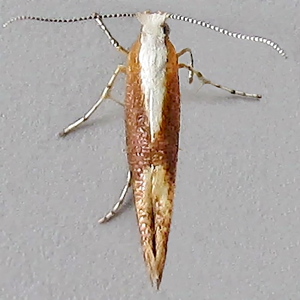 Image of Purple Argent - Argyresthia albistria*