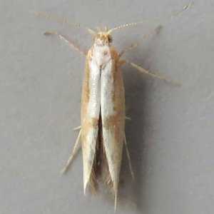 Image of Large Beech Argent - Argyresthia semitestacella*