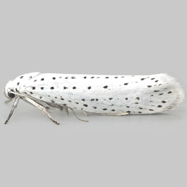 Picture of Bird-cherry Ermine - Yponomeuta evonymella