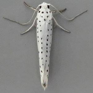 Image of Bird-cherry Ermine - Yponomeuta evonymella