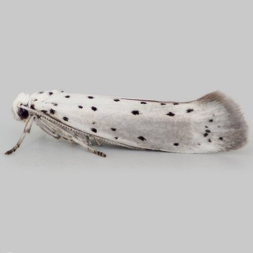 Picture of Orchard Ermine - Yponomeuta padella