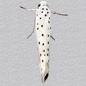 Image of Orchard Ermine - Yponomeuta padella