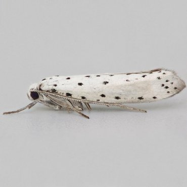 Picture of Ermine sp. - Yponomeuta padella/malinellus/cagnagella