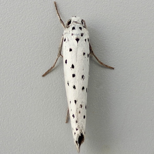 Image of Ermine sp. - Yponomeuta padella/malinellus/cagnagella