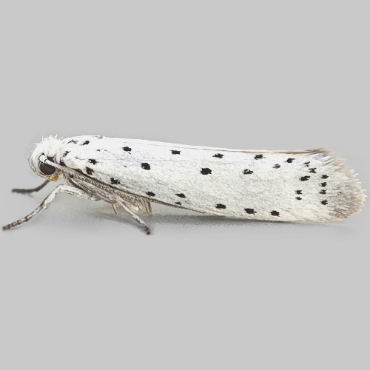 Picture of Apple Ermine - Yponomeuta Malinellus